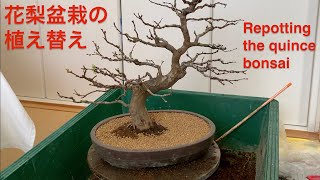 花梨盆栽の植え替え Repotting the quince bonsai