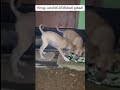 මොන තරම් බඩගින්නක ඉන්න ඇතිද 😢😢sad dog story dog sad humanity viralvideo