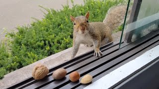 Squirrels' favorite nut