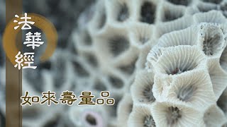 【靜思妙蓮華】法華經如來壽量品 - 放逸五欲 墮於惡道 - 20231127 第1554集