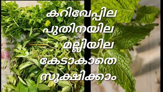 ഇങ്ങനെ ചെയ്താൽ കേടാകാതെ ഉപയോഗിക്കാം💯👌|How to store  mint leaves, coriander leaves and curry leaves 🤩