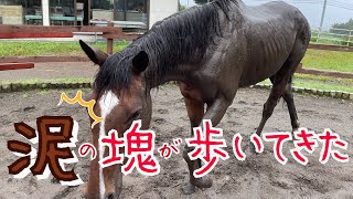 泥だらけのリュウノスター　the muddy horse