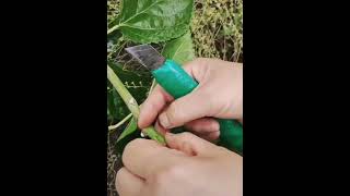 巴基斯坦桑树芽接。￼选择嫩枝芽点嫁接Pakistani mulberry grafting.