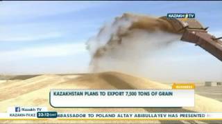 Kazakhstan plans to export 7,500 tons of grain - Kazakh TV