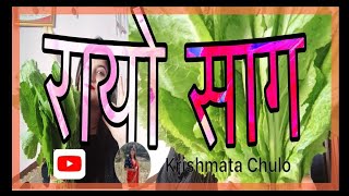 रायो साग मीठो गरी पकाउने तरिका | restaurant style Rayo Sag cooking process##