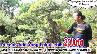 Primadona Bonsai Klampis Ireng Arabika Dulu Sempat Ada Yg Terjual sampai 20Juta Sekarang Apa Kabar?.