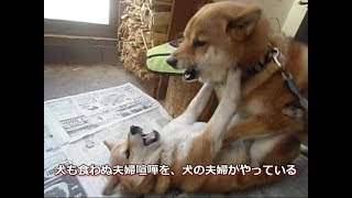 【音量・閲覧注意】柴犬ハチ＆イチの大喧嘩　Those who can not read Japanese can not understand this movie.