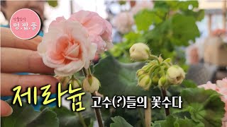 제라늄 고수들의 꽃수다  #제품구입은 아래 '더보기'에 있어요