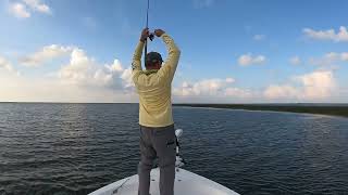 LaFourche Bay Topwater Redfish 7 3 23