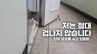 고양이가 현관문에서 집을 지켜요!