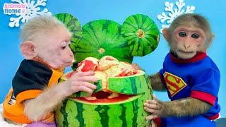 BiBi harvests watermelon to make watermelon yogurt for baby monkey Obi