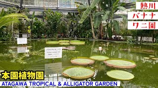 【熱川バナナワニ園】本園・植物園🍌珍しい植物、スイレンの池、オオオニバス、バナナの木、菩提樹、バオバブの木、熱川ばにお！伊豆熱川駅ATAGAWA TROPICAL & ALLIGATOR GARDEN