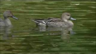 「　野鳥百景　」　オナガガモ　　エクリプス似たもの同士.