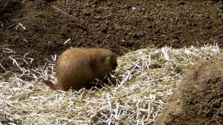 江戸川区自然動物園のプレーリードッグ