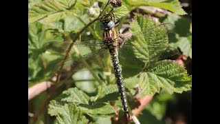 Dragons and Damsels for Wales Nature Week 2021
