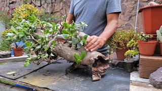 TIRADO en la CALLE tronco grueso de ÁRBOL DE JADE | Rescate de Crassula Ovata | tips 🌵#isaaculentas