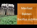 MANFAAT BAKTERI BACILLUS SUBTILIS BAGI TANAMAN