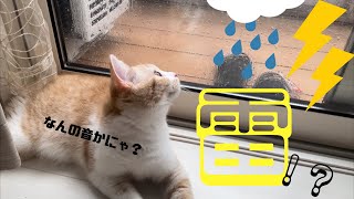 初めて聞く雷の音に反応する猫