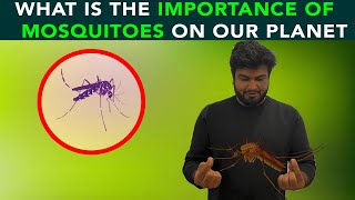 What Is The Importance Of Mosquitoes On Our Planet | Anuj Ramatri - An EcoFreak