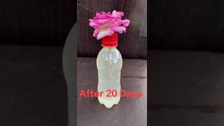 how to grow rose in water #shorts #viral #reels #youtubeshorts #shortvideo #shortsfeed #garden