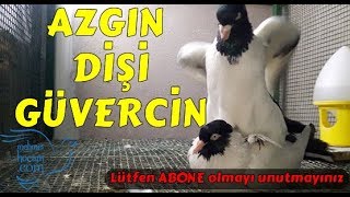 Azgın Dişi Güvercin