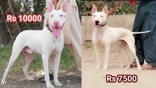 Special Kohati Gultair Dogs | Kohati gultair | Bully Gultair | Pakistani bully dog | Pk Animals