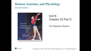 Anatomy and Physiology Chapter 23 Part C