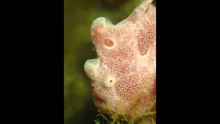 オオモンカエルアンコウ  Giant Frogfish