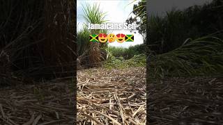 Jamaicans Worldwide: Why Do You Love Jamaica 🇯🇲🤔#jamaicanculture #reggae #jamaica