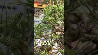 진녹색잎 만들기단엽 후 거름 - 8월초🍀2017🍀👍🏻😊#분재 #지광원 #파주이광수 #백석문화대학교플로리스트과