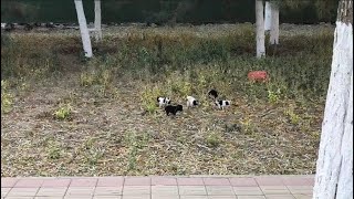 -At a temperature of 8 ° C, snow covered 5 puppies - they shouted loudly for their mother