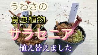 噂の食虫植物、サラセニアを植え替えました！