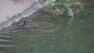 新加坡野生动物_水獭 City In Nature_ The Smooth-coated Otter Family In South West Singapore _14oct2023 6.29pm