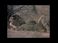 Johnny Clegg and Savuka  - Great heart (From 'Jock of the Bushveld' (1986)