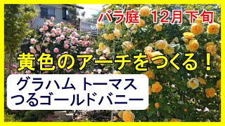 四季咲き性の強いつるバラと返り咲きのつるバラ仕立ての違いとは？！