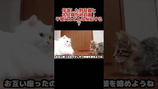 保護した野良猫と先住猫が初対面！子猫同士はどういう反応をする？？ #shorts #子猫 #保護猫 #野良猫 #先住猫 #新入り猫