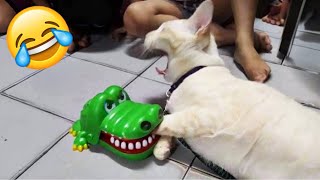 Best Funny Animals Videos 2024 😆 | Funny and Cute Cats 🐈 and Dogs 🐕