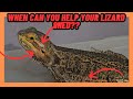 WHEN CAN YOU HELP YOUR BEARDED DRAGON SHED? LIZARD SKIN!