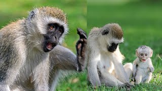 Fascinating World of Vervet Monkeys: Behavior, Social Life, and Adaptations\