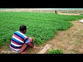 coriander field how to grow coriander from the field village agriculture