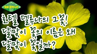 [알쓸생잡 5화] 호텔델루나의 그 꽃! 달맞이꽃의 이름은 왜 달맞이꽃일까?