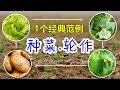 一个经典的“四年轮作种植法” crop rotation (Eng Subtitle)