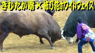 きむたか零ｘ柿乃花ホワイトフェイス 2021.1.2　【沖縄闘牛】