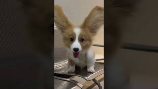 可爱的笨蛋小狗当然要艾特笨蛋小狗来看啦 #shortvideo #pets #funnydog #cute #funnypet #animals #shorts