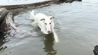 Lily the Borzoi - The Great White Canadian Bever