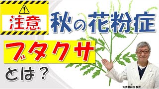 秋の花粉症の原因は何？ブタクサとは？ 大久保公裕先生がやさしく解説