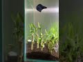 Betta and neon tetra living together