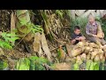 Single mom. Harvesting giant bamboo shoots for sale and the hardships of a single mother