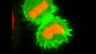 HeLa LifeAct Cells Undergoing Mitosis