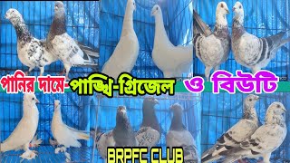 পানির দামে পাঙ্খি গ্রিজেল BRPFC CLUB এর রেসার কবুতর কিনুন Pangkhi grizzle Racer #pigeon #kobutor